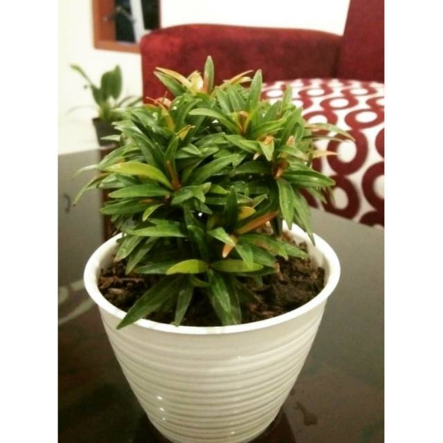 Tanaman Pucum Merah Mini - Tanaman Hias Pucuk Merah Mini - Pohon Pucuk Merah