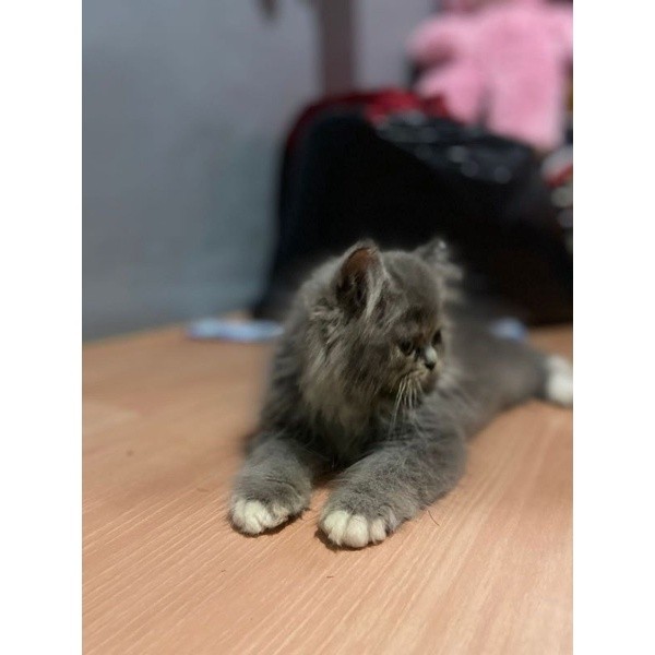 KUCING KITTEN ABU PUTIH MIX BSH MUKA BULAT
