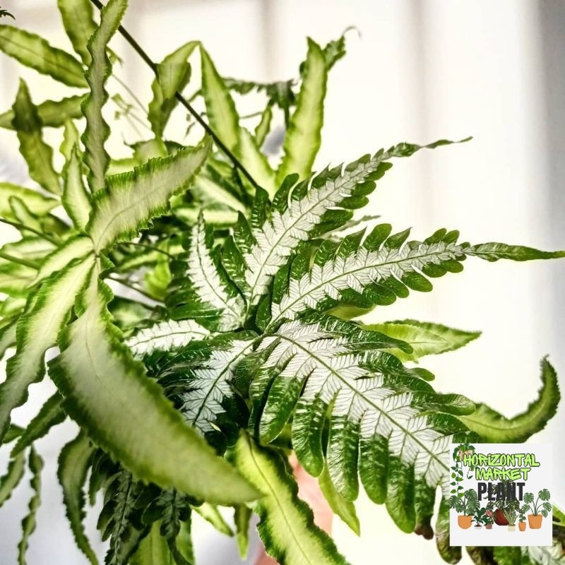 Tanaman Hias Pakis Kelabang Putih / pakis paku silver / Pteris argyraea gunung salak / Pteris Cretic