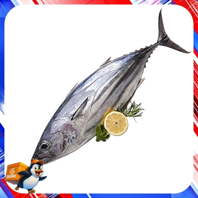 Ikan Tongkol Segar Besar Kalimantan
