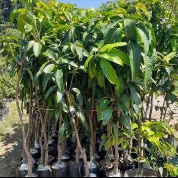bibit pohon mangga harum manis 2 meter