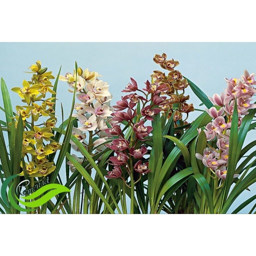 Paket 2 Anggrek Tanah  - Tanaman Hias Bibit Anggrek tanah