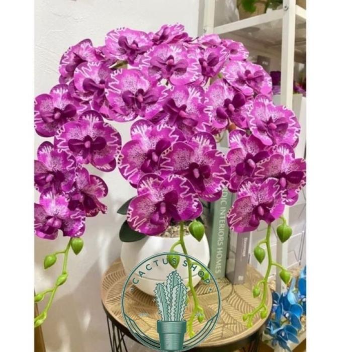 Anggrek bulan - Tanaman Hias Anggrek Bulan Bunga hidup - tanaman hidup Anggrek Bulan - tanaman anggr