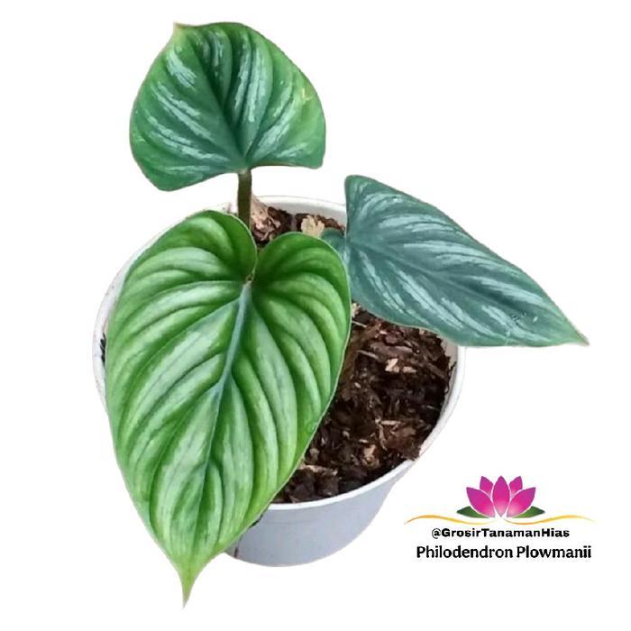 Philodendron Plowmanii / Tanaman Philo Plowmani
