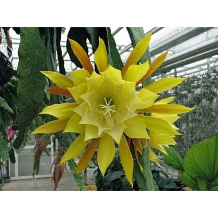 Promo Tanaman Hias Bunga Wijaya Kusuma Kuning California Cod