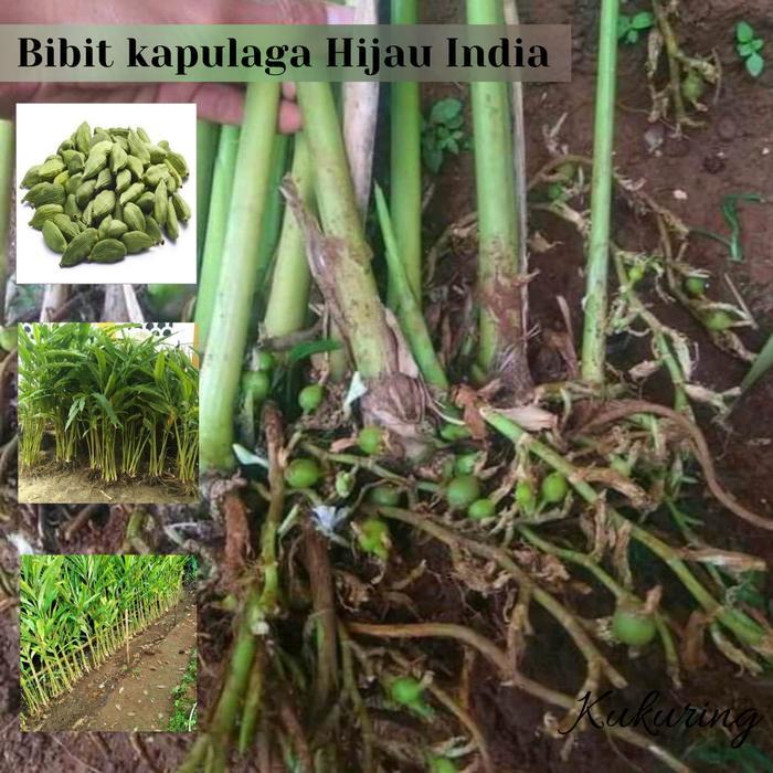 Bibit Kapulaga HIjau - Kapulaga India Asli Bibit Unggul Jenis Malabar - akar btg 25cm