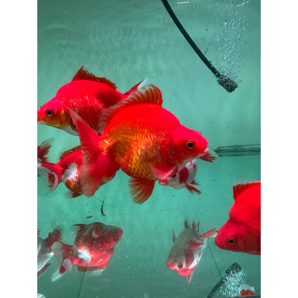 ikan koki goldfish ryukin 6-7 cm rw