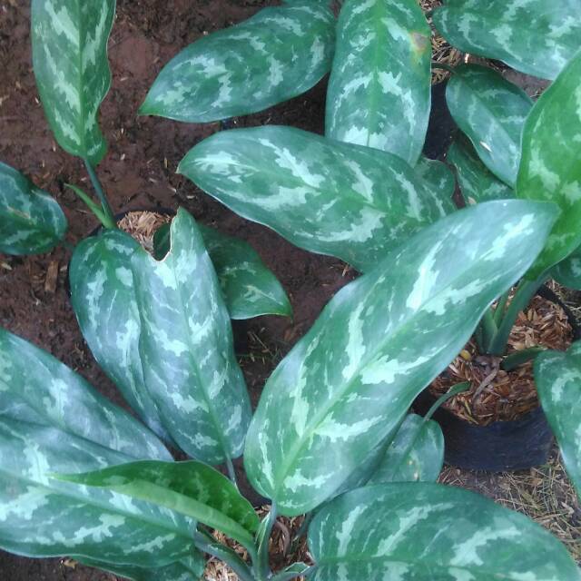 Tanaman Hias Aglonema Sri Rejeki - Aglonema Sri Rejeki