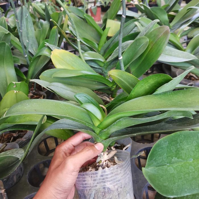 promo anggrek bulan pasca bunga