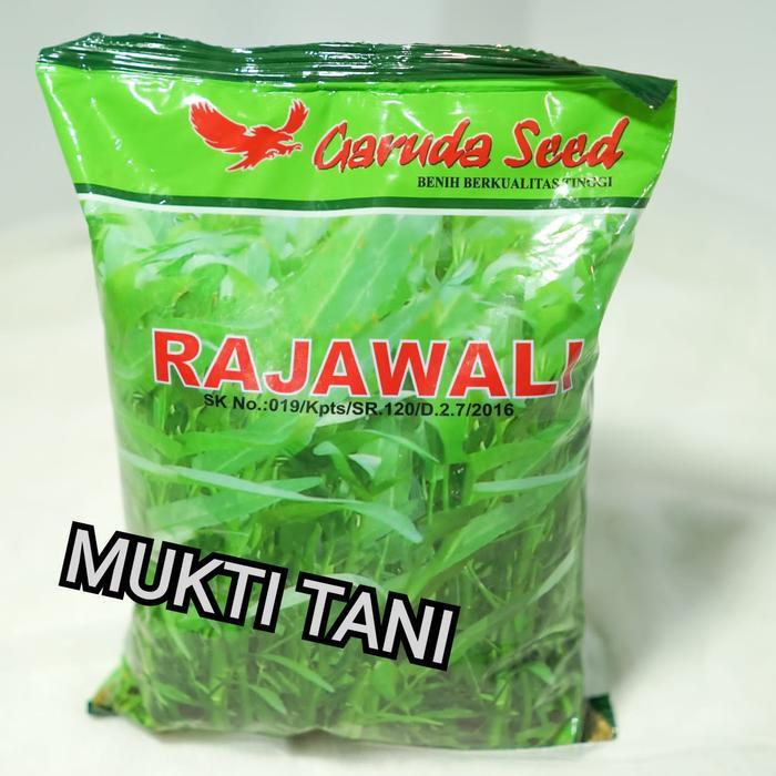 bibit kangkung rajawali 1kg