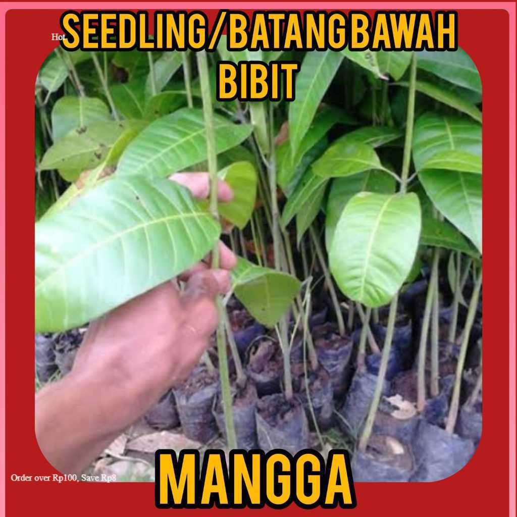 Terlaris Seedling Bibit Mangga BISA COD/BAYAR DI TEMPAT