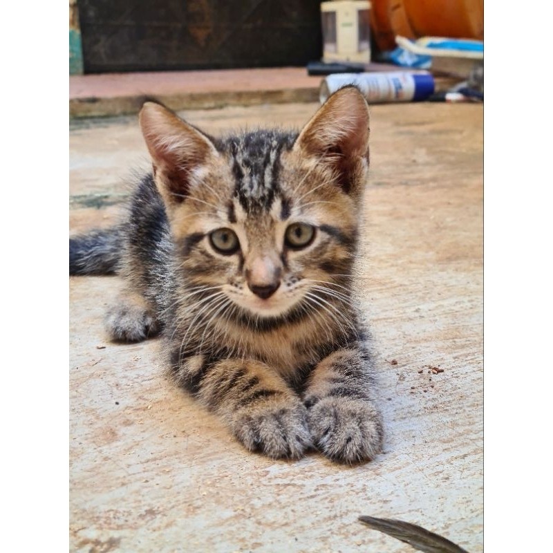 Kucing Kitten American Short Hair Not British Pure Ori