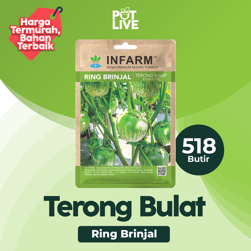 Benih Unggul Terong Lalap Ring Brinjal Bulat Bibit Terong Hijau Lurik Biji Sayuran Buah - POT LIVE