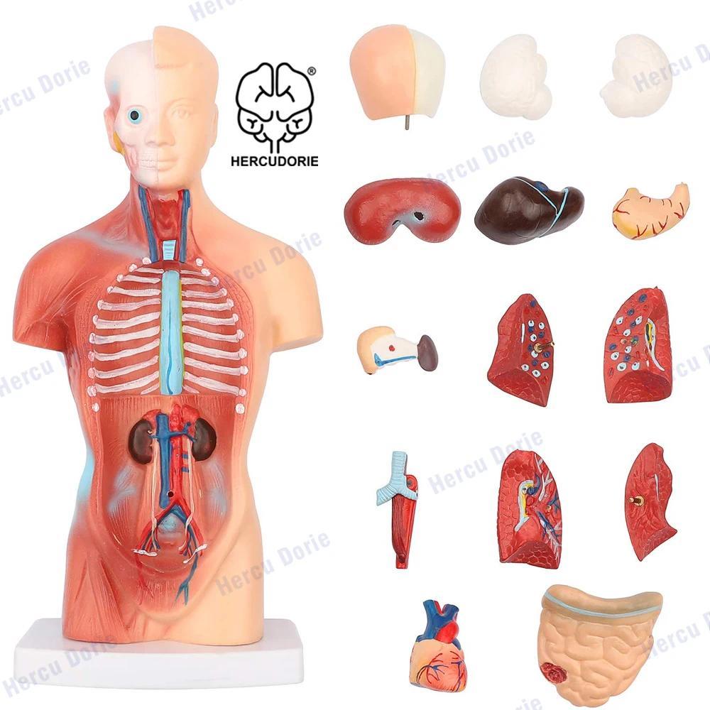 Human Body Model Torso Anatomy Doll 15 Removable Parts Skeleton Visceral Brain with Detailed Manual 