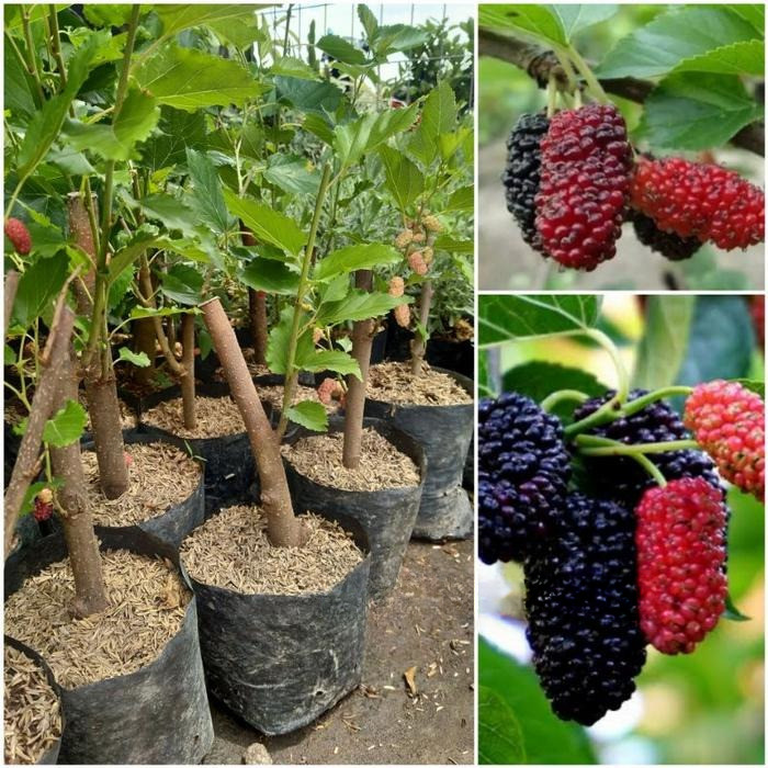 Bibit Buah Murbei Jumbo Manis Berkualitas Cepat Berbuah Cocok Untuk Tanaman Tabulampot Dan Bonsai,ba