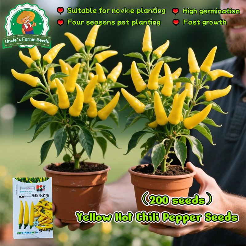 50butir benih Fresh Organic Yellow Hot Chili Pepper Seeds for Planting Vegetables High Yield Siling 