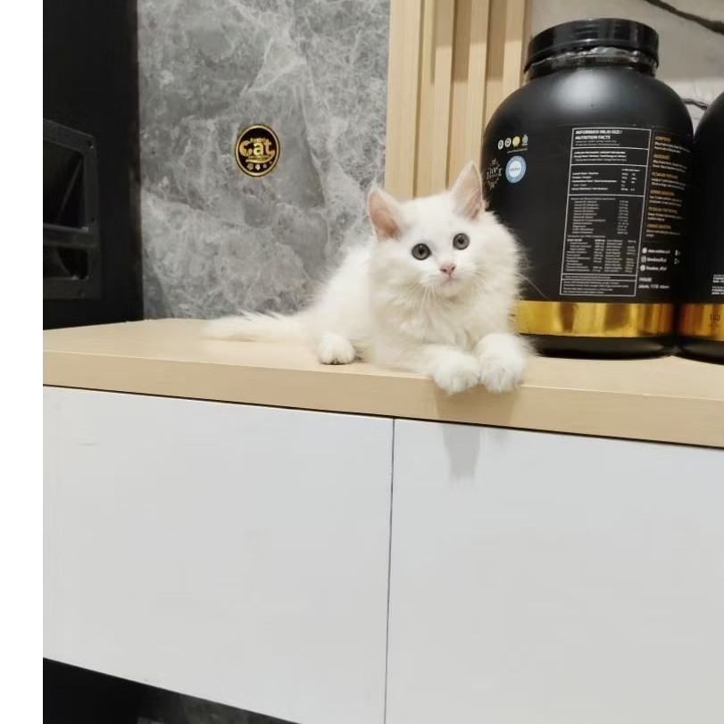 kucing maincone white solid mainecoon