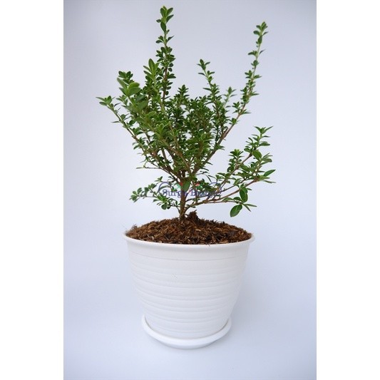 Bahan Bonsai Mirten) | Batang Besar | Prospek - TANAMAN HIAS