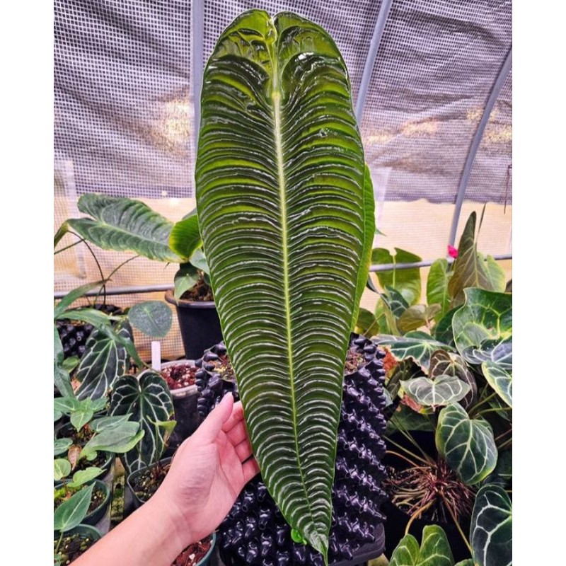 MURAH  Baby anakan Anthurium Veitchii Super Narrow terbaik...