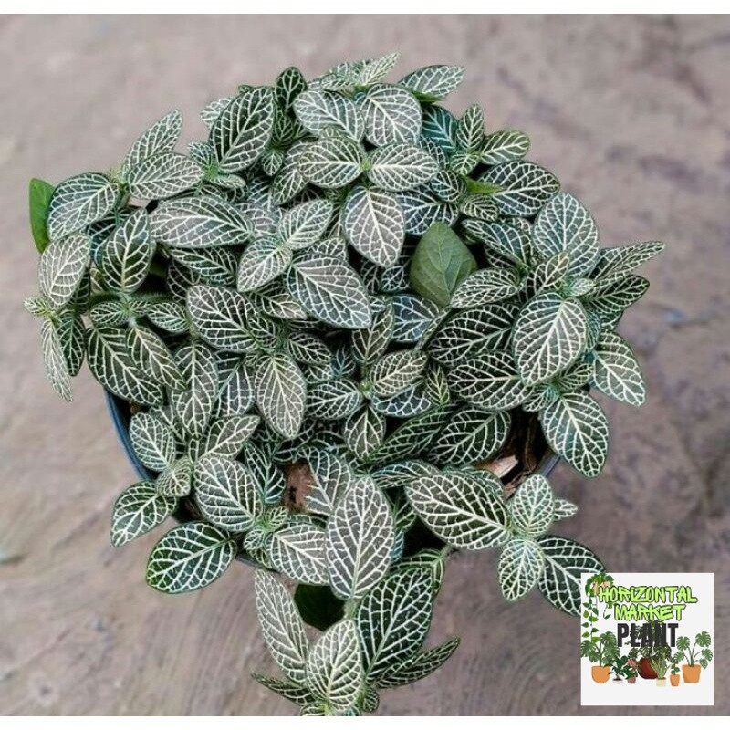 Tanaman bunga Fittonia verschaffeltii / Fittonia mutiara mini