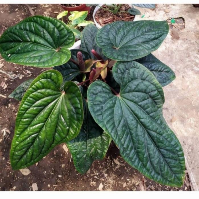 Tanaman hias anthurium sirih besar - anthurium sirih jumbo
