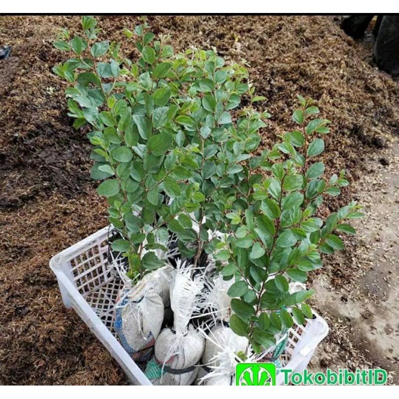 Bibit Tanaman Bidara Arab Asli Cepat Berbuah