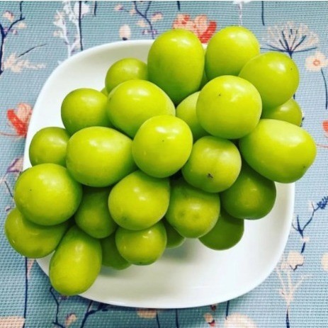 BIBIT ANGGUR IMPORT SHINE MUSCAT (ARMY GRAPE)