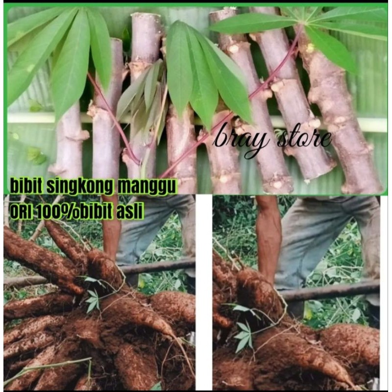 10 Batang Bibit Pohon Singkong Manggu Super Berkualitas