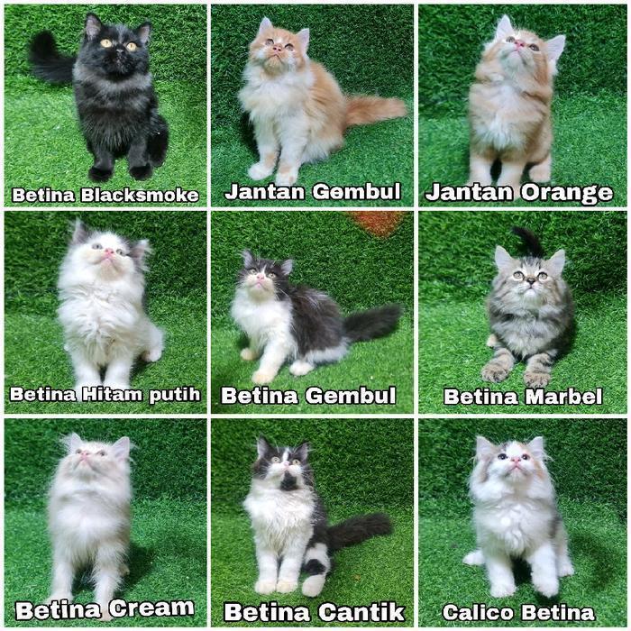 JUAL KITTEN PERSIAN PERSIA LUCU SUPERAN KUCING BESAR ANGORA ANGGORA ADOPSI ADOP
