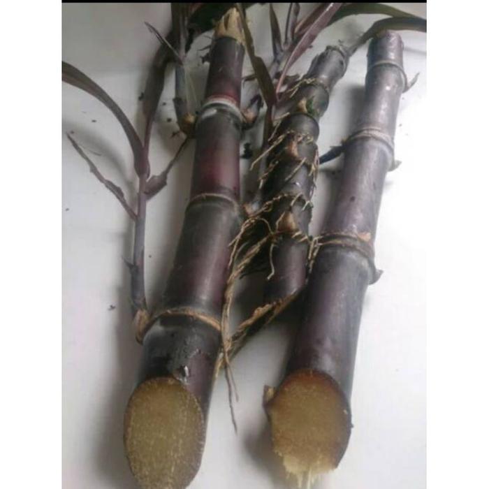 >COD_ BIBIT STEK TEBU HITAM UNGGUL (Pangpung Alam)