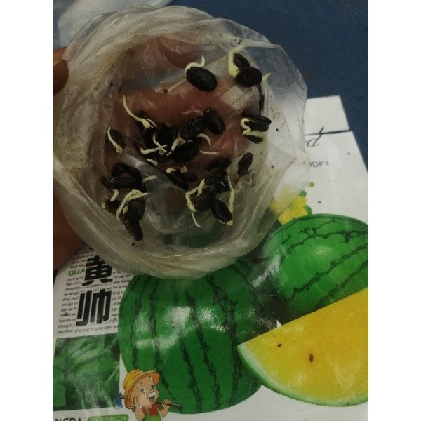 3 Benih Biji Semangka Kuning Bulat Non Biji