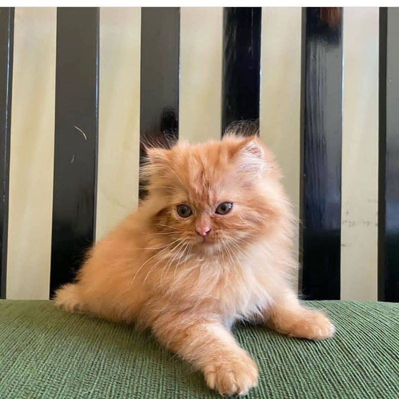 kucing persia anakan