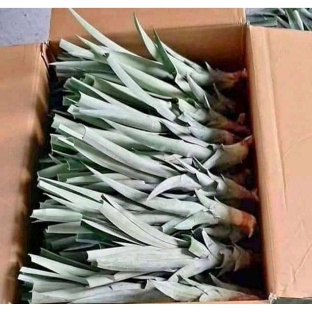 bibit nanas madu bibit nanas madu  unggul jumbo siap kirim -