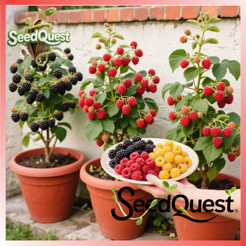 Stok tersedia melimpah 100% Legit 100biji Fresh Mixed Raspberry benih buah buahan Fruits Home Potted