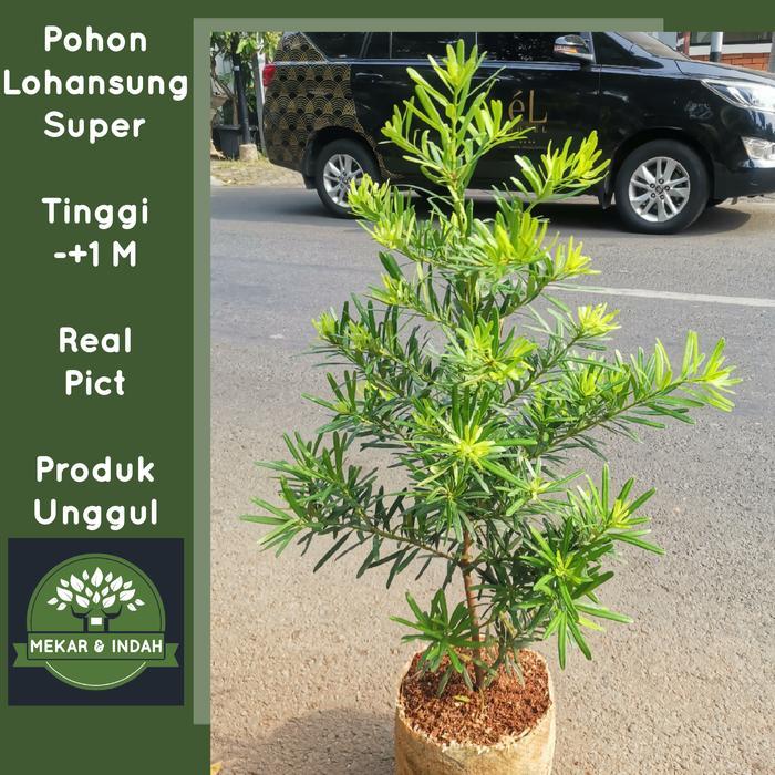 HOT PRODUK Tanaman hias lohansung taiwan / pohon lohansung BESAR kualitas satu Terlaris