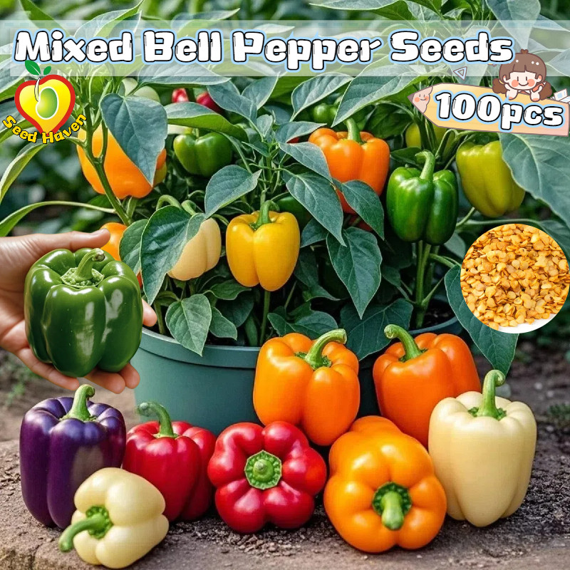 50butir benih Fresh Mixed Bell Pepper Seeds for Planting Vegetables Plants - High Yield F1 Bell Pepp