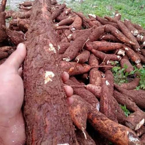 UBI KAYU RENYAH/UBI ROTI/UBI EMPUK/SINGKONG RENYAH EMPUK/SINGKONG - 1 kg ad