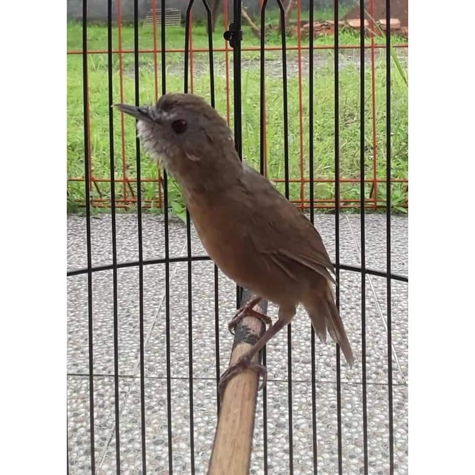 burung wambi mini/tieu mi asli impor rawatan (suara termerdu di dunia)