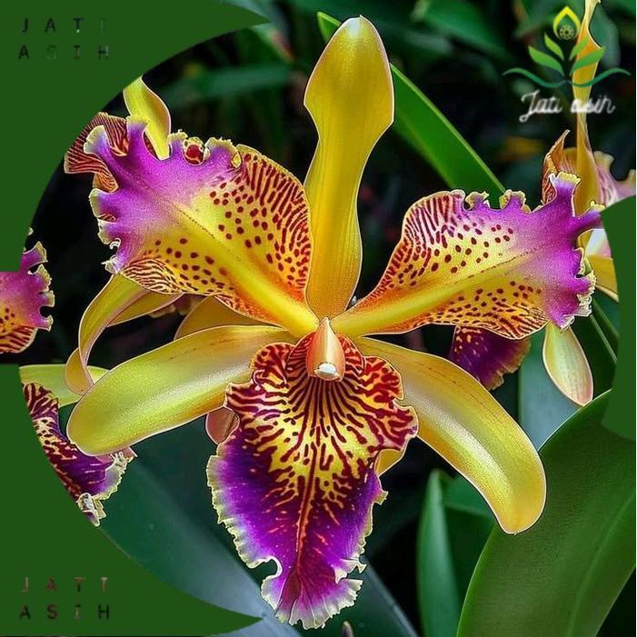 Tanaman Hias Anggrek Dendrobium Yellowtree Siap Berbunga dengan Pot Plastik dan Tanah