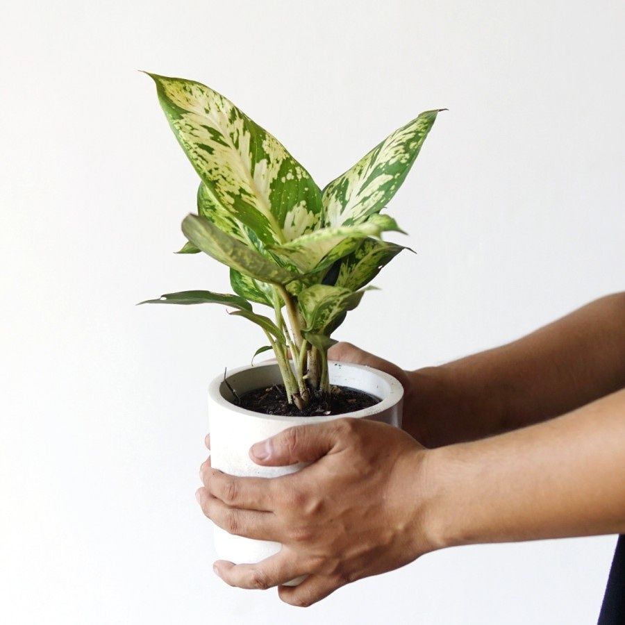 Tanaman Hias Aglonema Sparkle - Tanaman Hias Aglonema Sparkle