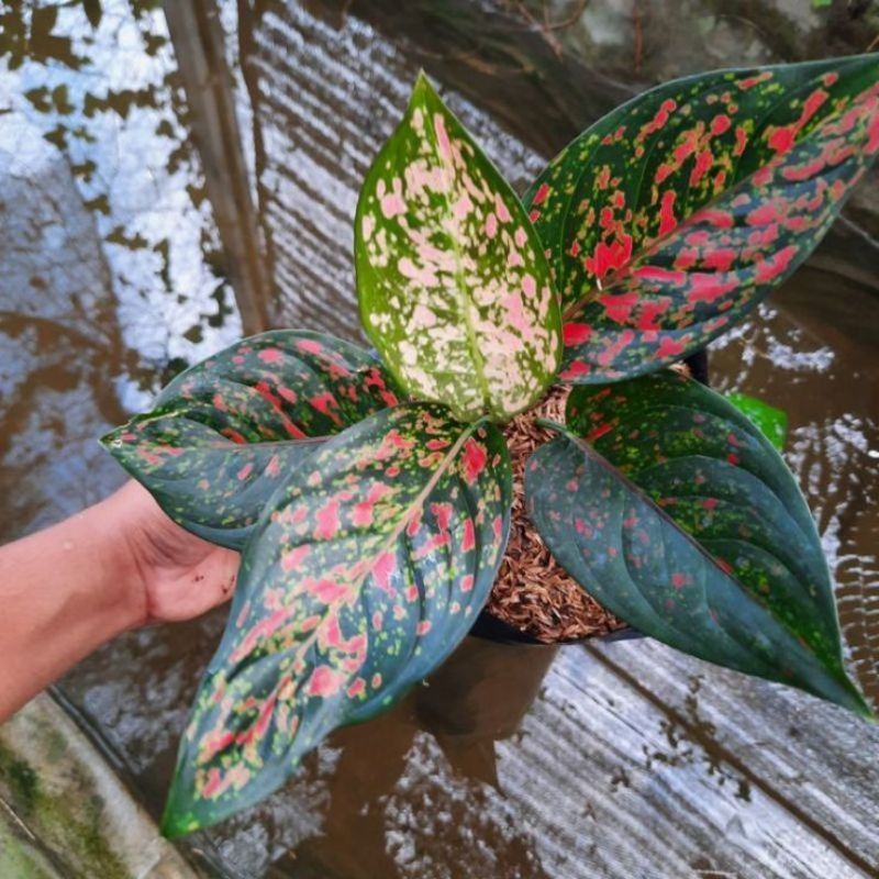 Aglonema Red Venus - Tanaman hias Aglonema Red Venus