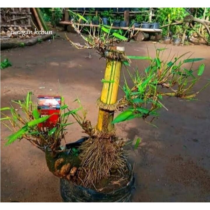 BAMBU KUNING BAHAN BONSAI/BONGGOL BAMBU KUNING JUMBO/BIBIT BAMBU KUNING