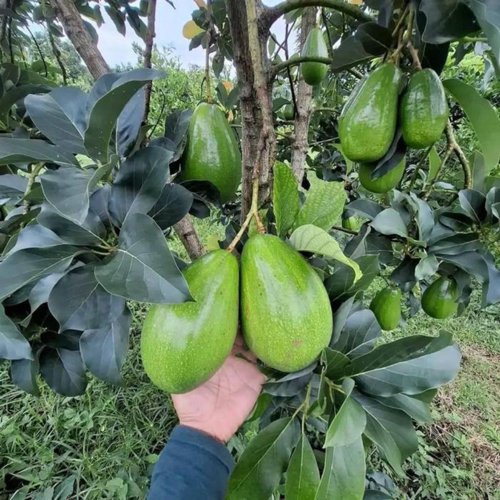 Bibit Alpukat Sinka Unggul Cepat Berbuah | Bibit Alpukat Lilin Sinka