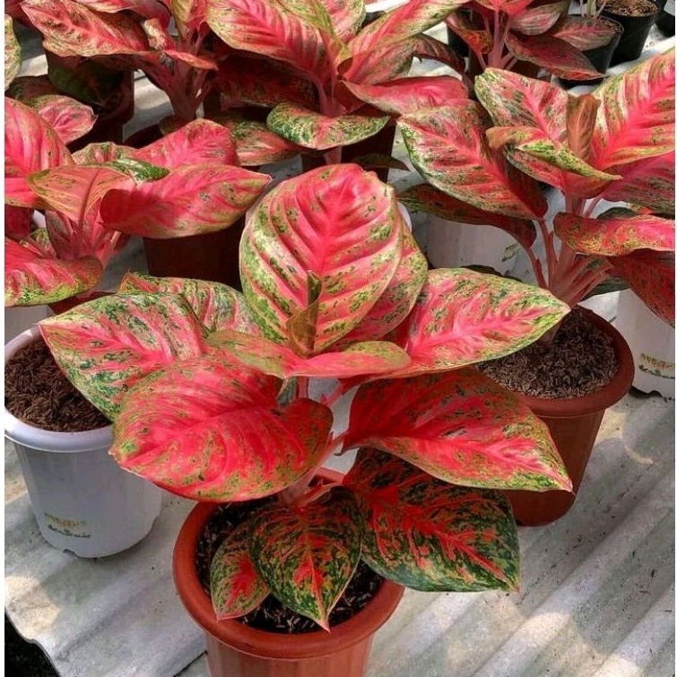 AGLONEMA WULANDARI.[BIBIT]