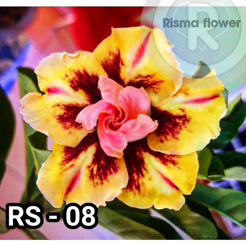adenium super Tanaman hias pohon adenium tumpuk RS 08 / bunga Kamboja Jepang tumpuk termurah dan ori