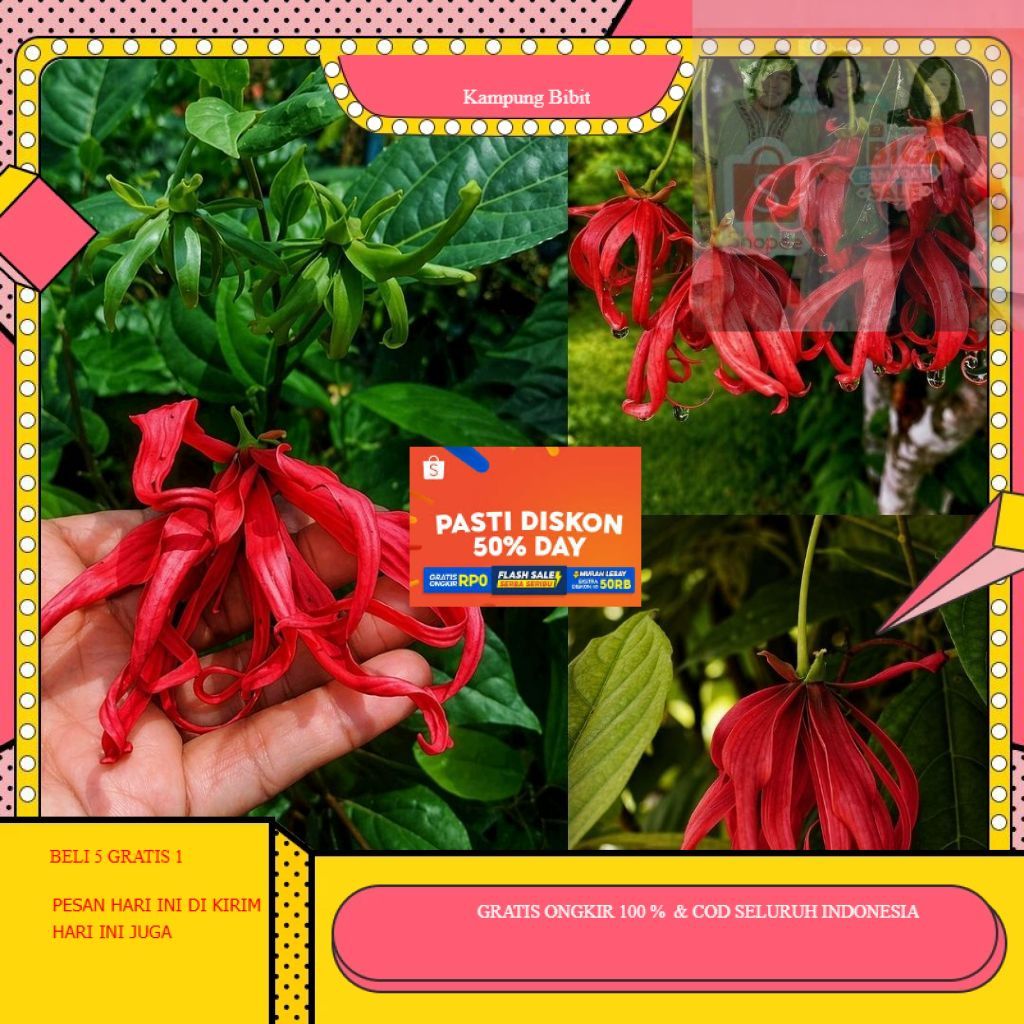 Bibit Kenanga Merah Tanaman Hias Bunga Siap Tanam Kampung_Bibit.ID