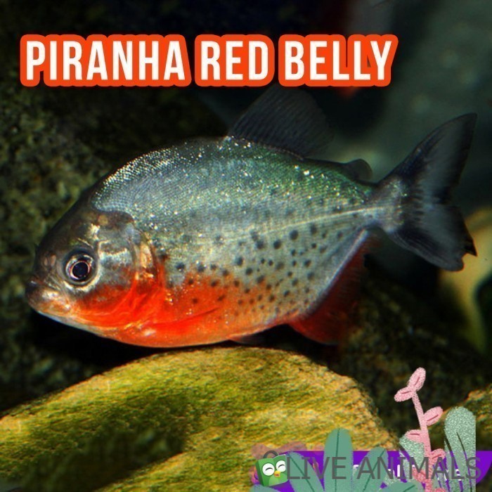 Senar pancing piranha PAKET ISI 5 Red Belied / Red Belly  Air Tawarr size 4 cm bawal amazon