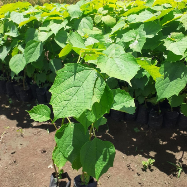 Bibit Pohon Jati Putih Gmelina Murah