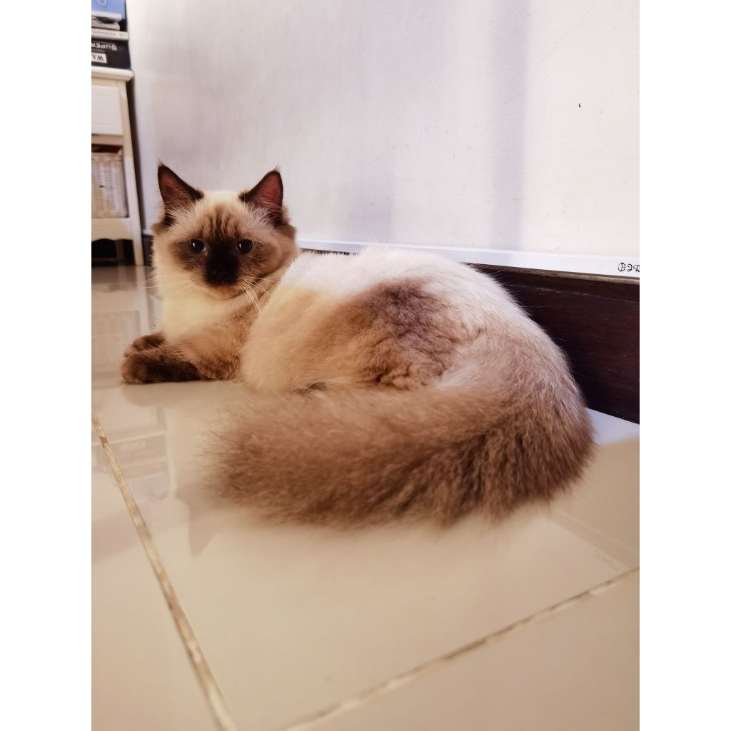 Munchkin Minuet Ragdoll Himalaya Betina Proven
