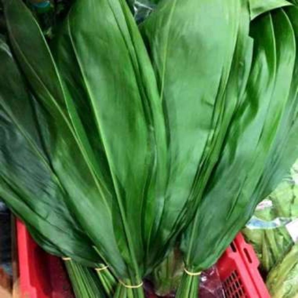 daun hanjuang per 1 lembar daun hanjuang segar siap kirim (P_G)